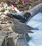 Brown headed Cowbirds 5013
